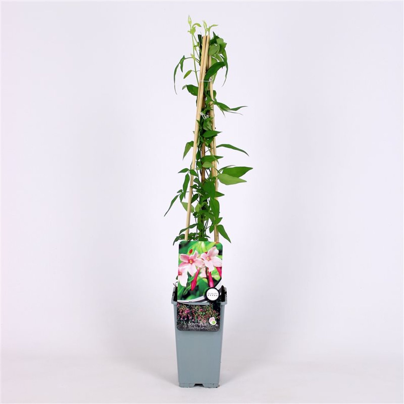 Jasmin – Jasminum stephanense - C2 70/+ CM